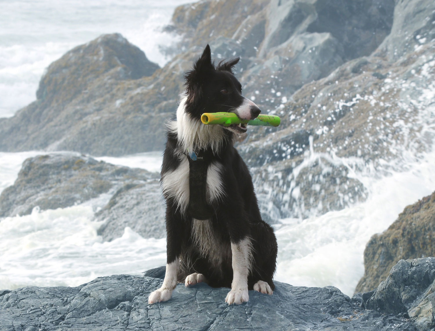 Ruff-dawg-Stick-Twig-dog1